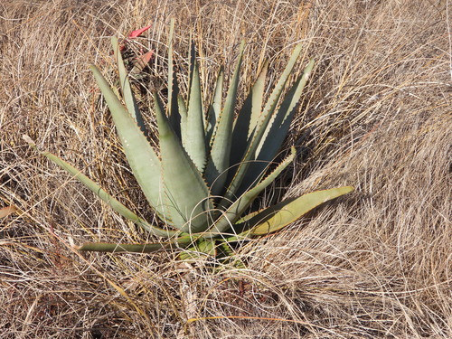 Aloe gneissicola, photograph 4