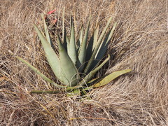 Aloe gneissicola, photograph (c) amantedarmanin, some rights reserved (CC BY)
