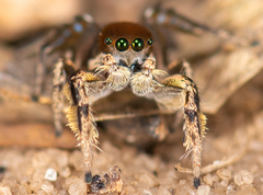 Habronattus forticulus