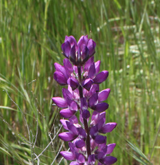 Lupinus microcarpus horizontalis