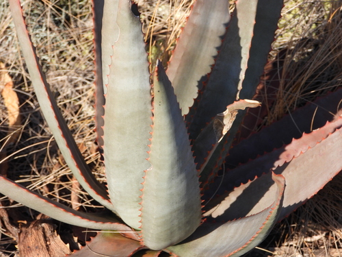 Aloe gneissicola