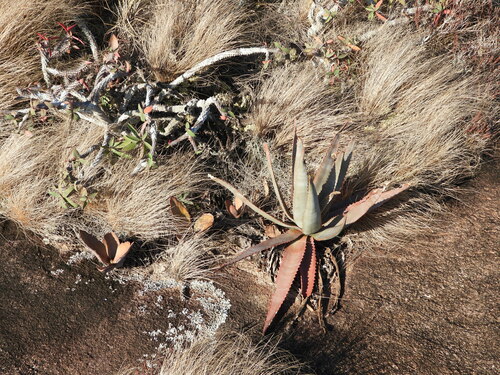 Aloe gneissicola, photograph 2