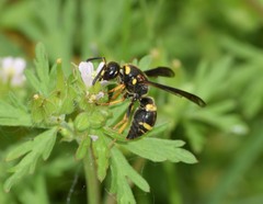 Euodynerus foraminatus