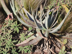 Aloe gneissicola, photograph (c) amantedarmanin, some rights reserved (CC BY)