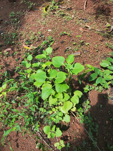 Coleus amboinicus