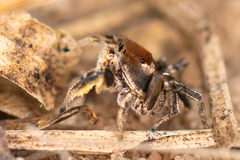 Habronattus forticulus