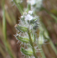 Cryptantha muricata