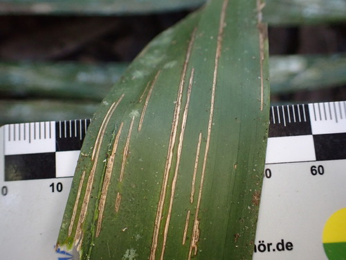 Image of Ravenea louvelii by (c) Louis Aureglia, some rights reserved (CC BY)