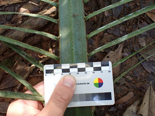 Image of Ravenea louvelii by (c) Louis Aureglia, some rights reserved (CC BY)