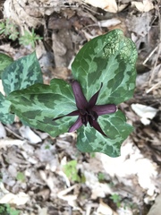 Trillium stamineum