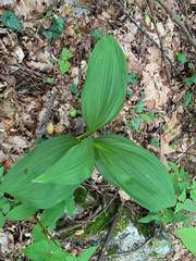 Veratrum viride
