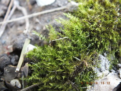 Rhynchostegium