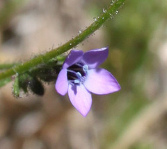 Allophyllum gilioides