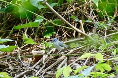 Polioptila caerulea caerulea