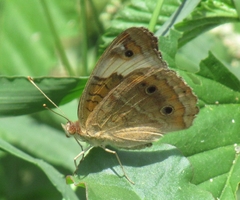 Junonia zonalis