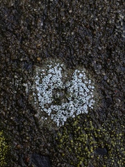 Myriolecis semipallida