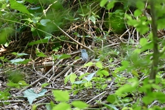 Polioptila caerulea caerulea
