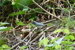 Polioptila caerulea caerulea