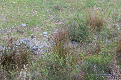 Pale rush (Juncus pallidus)