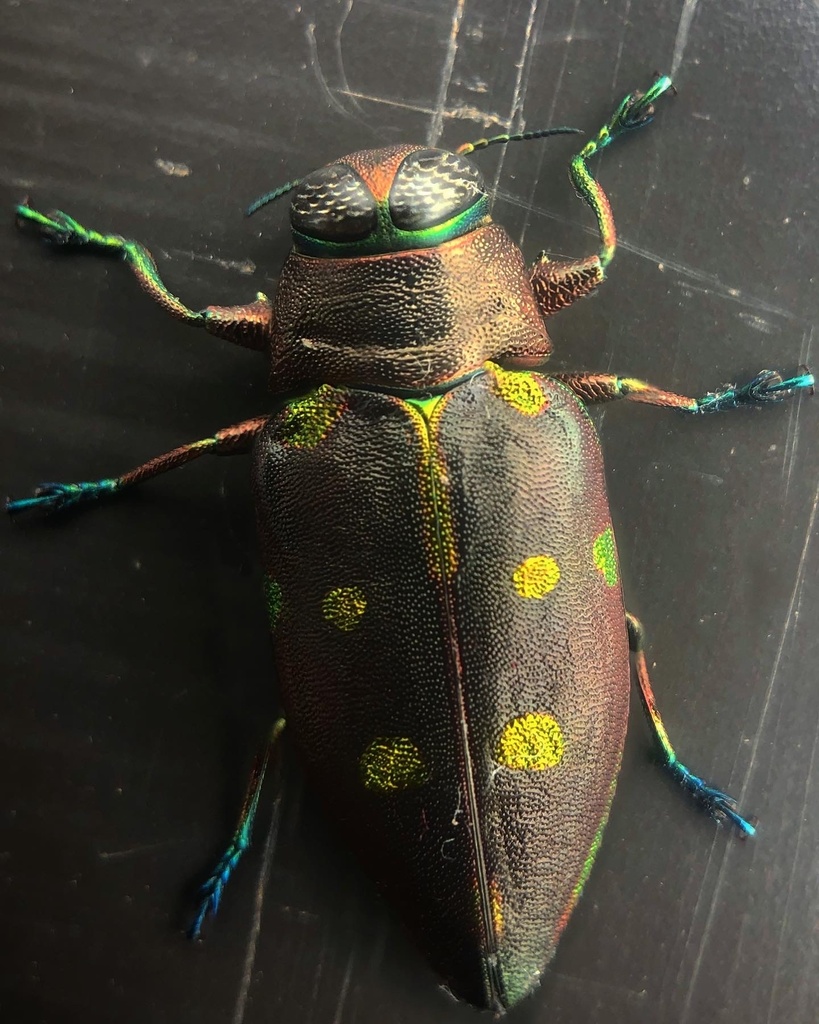Actenodes auronotatus