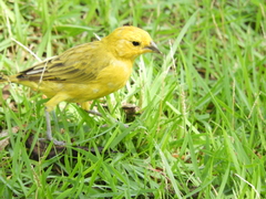 Sicalis