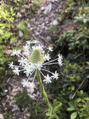 Xerophyllum asphodeloides