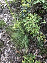 Xerophyllum asphodeloides