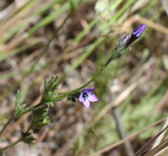 Allophyllum gilioides