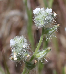 Cryptantha muricata