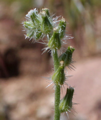 Cryptantha muricata