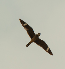 Chordeiles gundlachii