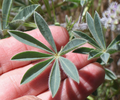 Lupinus microcarpus horizontalis