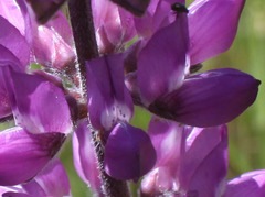 Lupinus microcarpus horizontalis