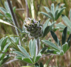 Lupinus microcarpus horizontalis