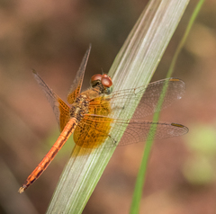 Neurothemis intermedia