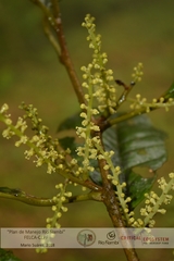 Hieronyma macrocarpa