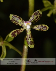 Prosthechea