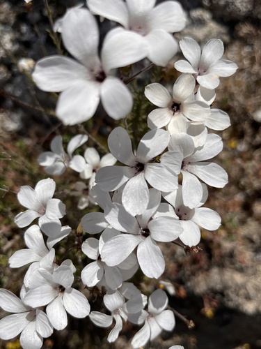 Linum suffruticosum (Linum suffruticosum)