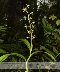 Prosthechea