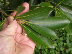 Lithocarpus edulis