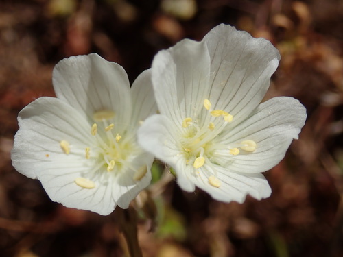 Image of White Meadowfoam (Limnanthes alba) by (c) Cricket Raspet, some rights reserved (CC BY)