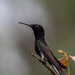 Black Jacobin - Photo (c) Eden Fontes, some rights reserved (CC BY-NC), uploaded by Eden Fontes