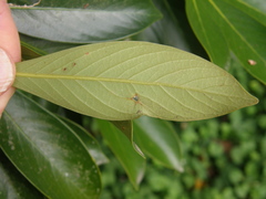 Lithocarpus edulis