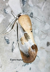 Westermannia superba