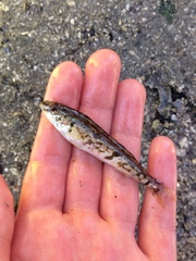 Hexagrammos stelleri
