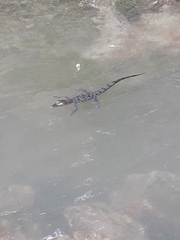 Crocodylia