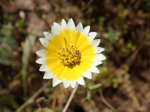 Image of Layia fremontii by (c) Cricket Raspet, some rights reserved (CC BY)