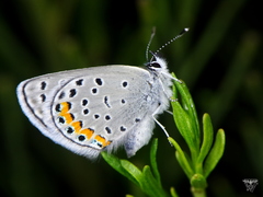 Icaricia lupini texanus