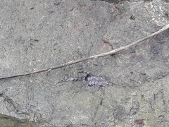Crocodylia