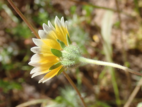 Image of Layia fremontii by (c) Cricket Raspet, some rights reserved (CC BY)
